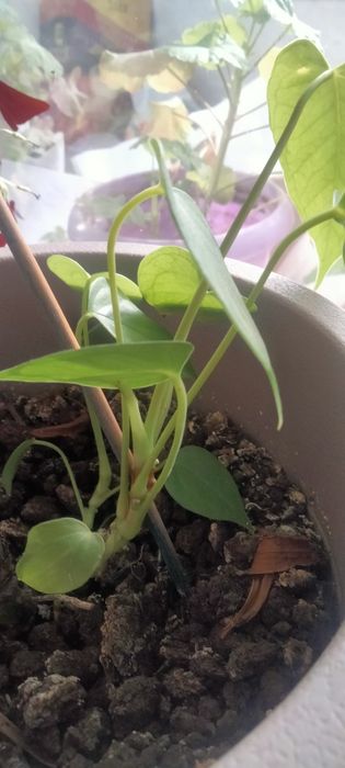 Продам цветы комнатные