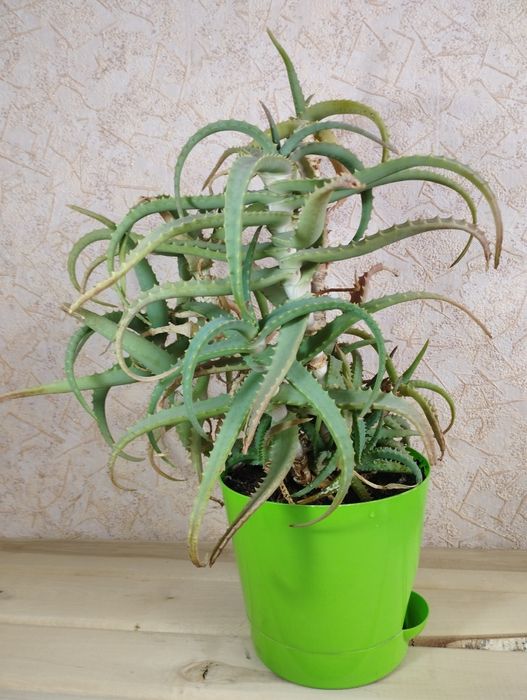 Алоэ и Кактус 2 шт