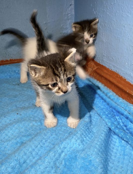 Котята Мальчики