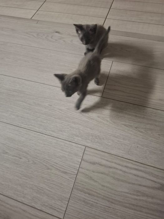 Котята а добрые руки отдам