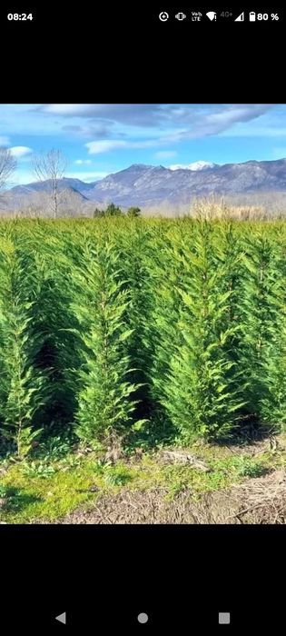 Leyladi mesteacân tuia smarald