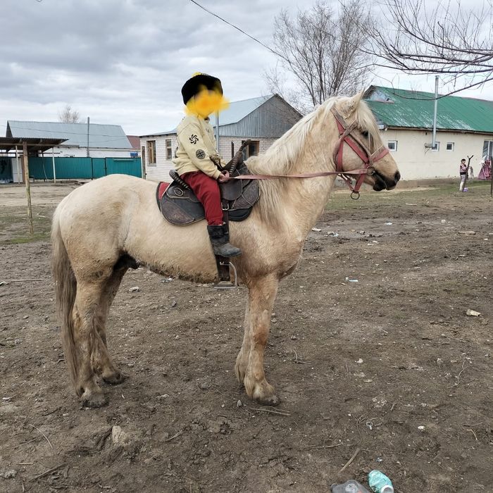 Жылкы 2020 жылғы