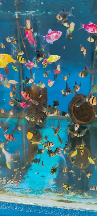 Аквариум балыктары сатылады