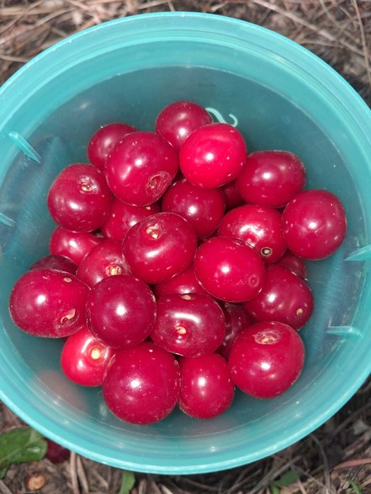 Продам аишню и черешню