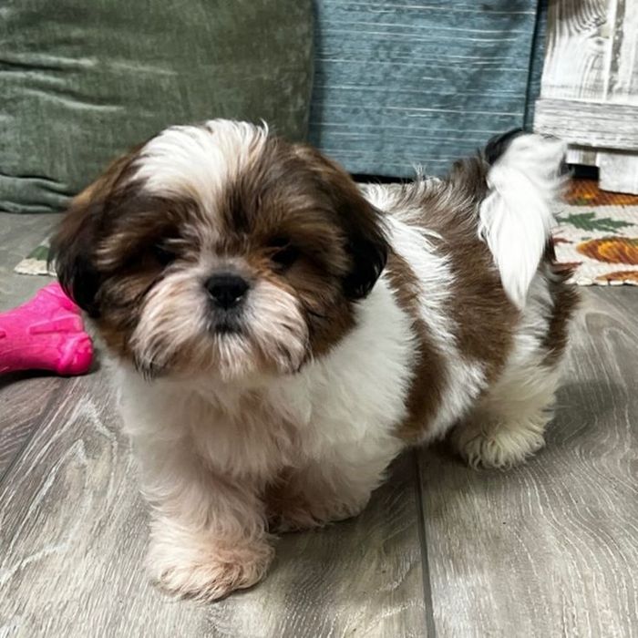 Shih Tzu femela cu pedigree tip A