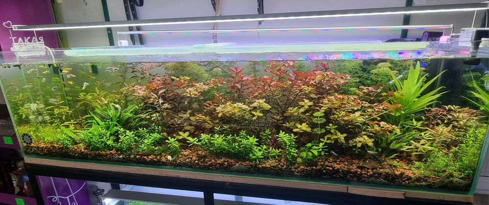 Акаариумные растение