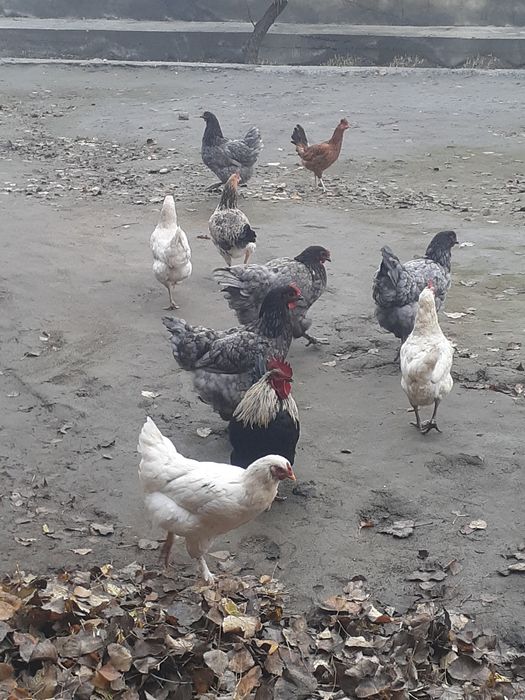 Tovuqlar sotiladigan