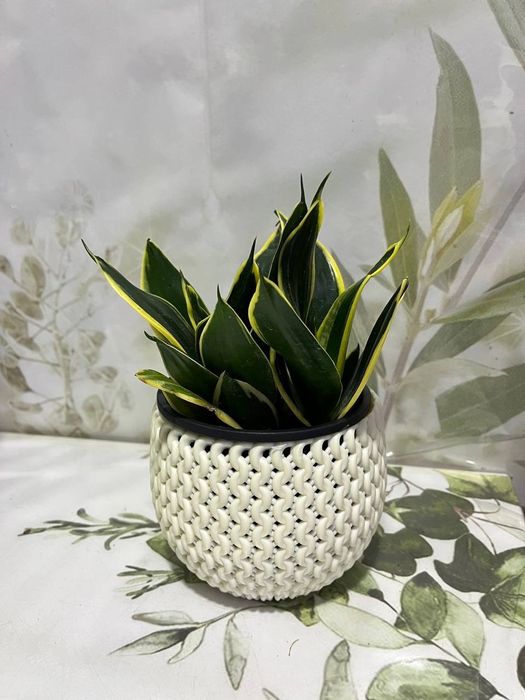 Сансевиерия и др растения