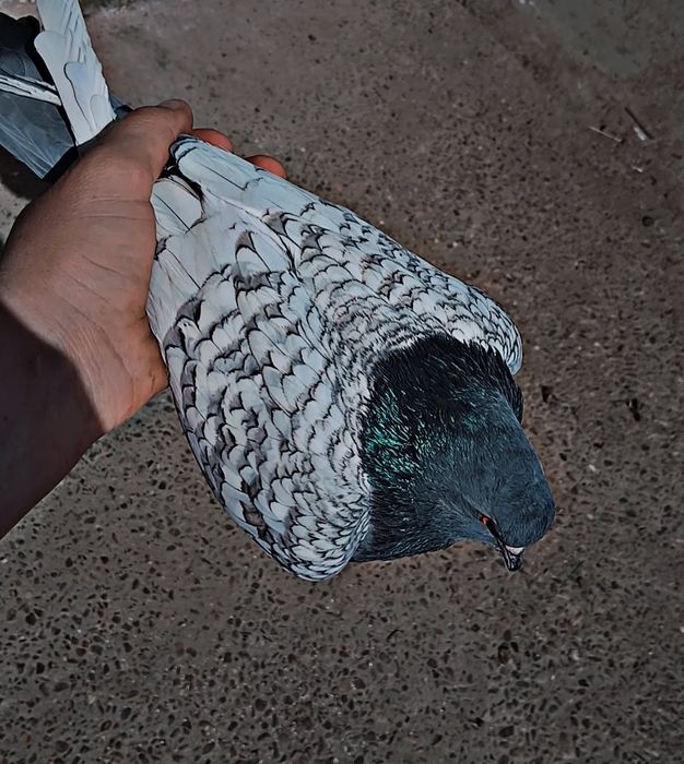 Vând porumbei Lux Polonez