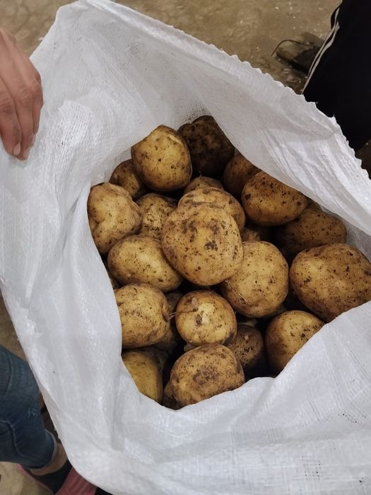 Картофель Павлодарский