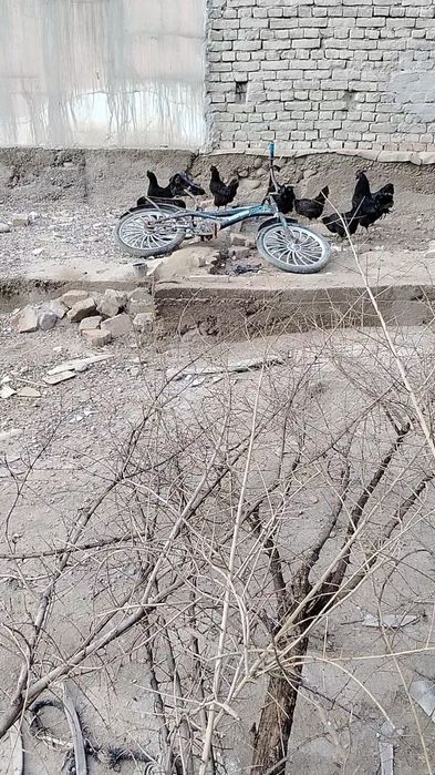 Марг'илон Ухаюл тухумига закас оламиз