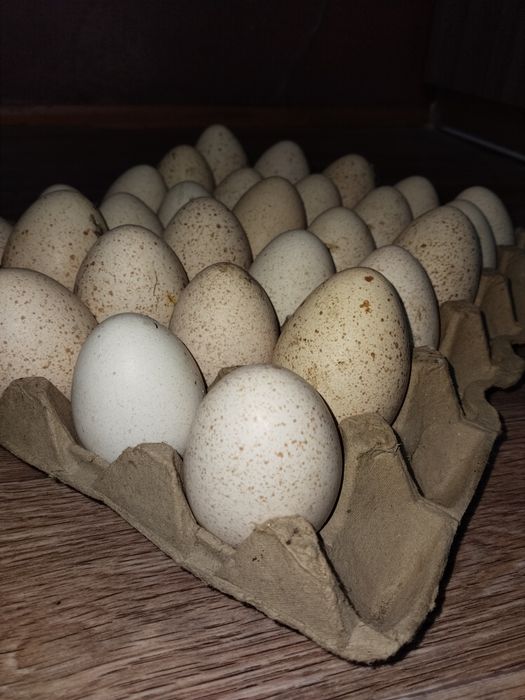 Яйцо индюка , Индюк жұмыртқасы