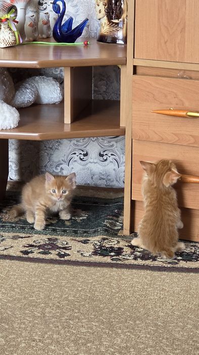 Отдам котят в добрые руки