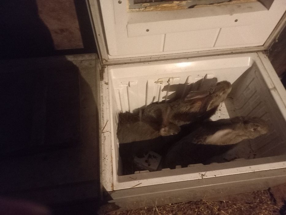 Продам кролики очень крупные