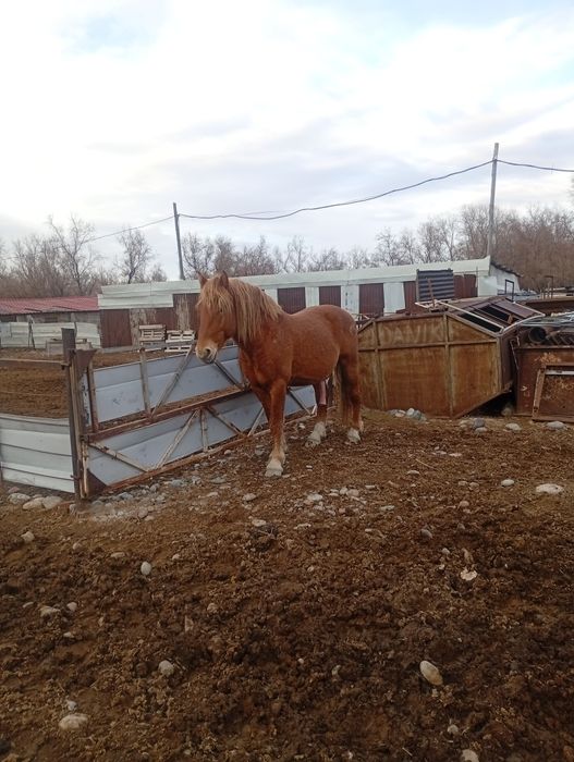 Тай ургашы еркек