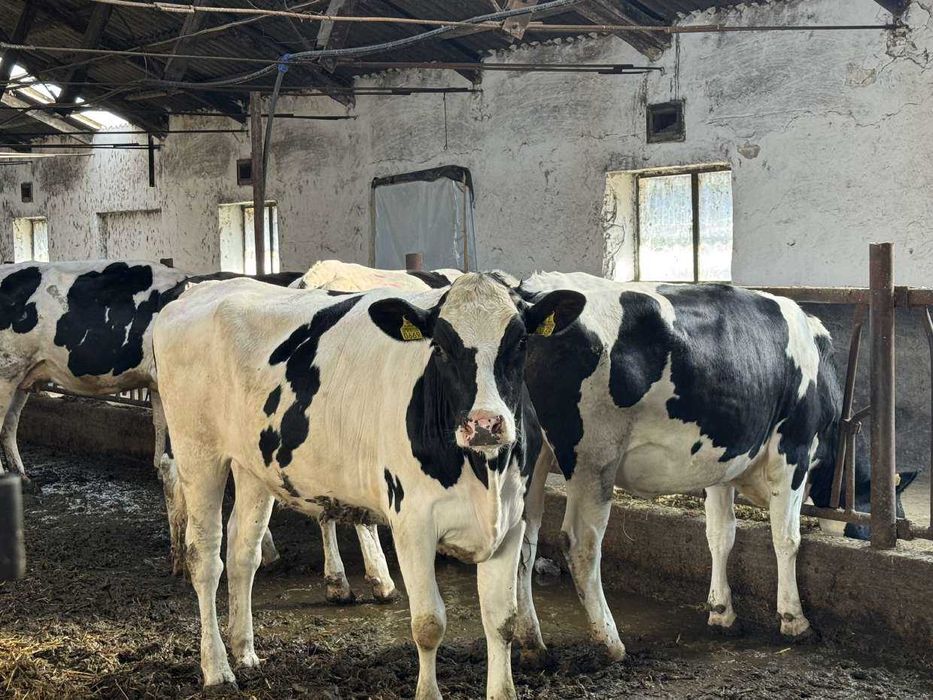 Vanzare Vaci Holstein