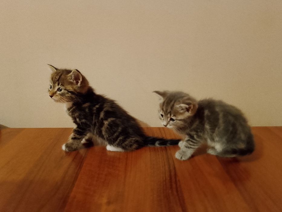 Срочно скотиш страйт