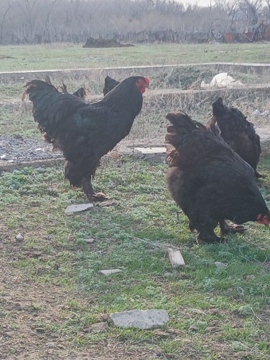 Инкубационное яицо брамы