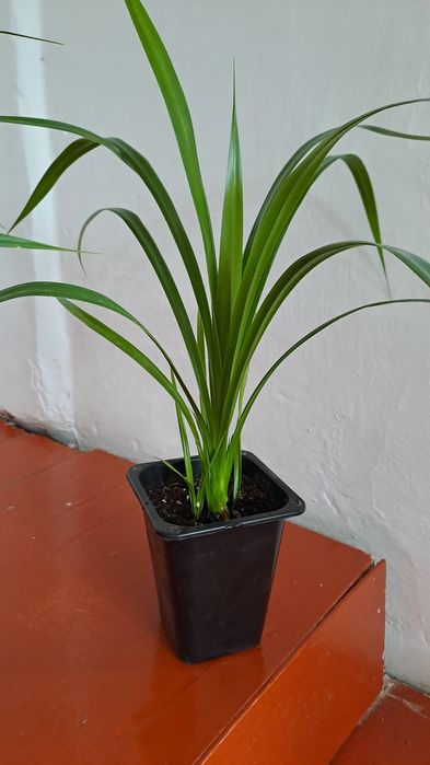 Панденус 2500 тенге