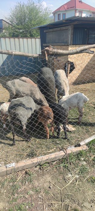 Продам баранов курдючных.