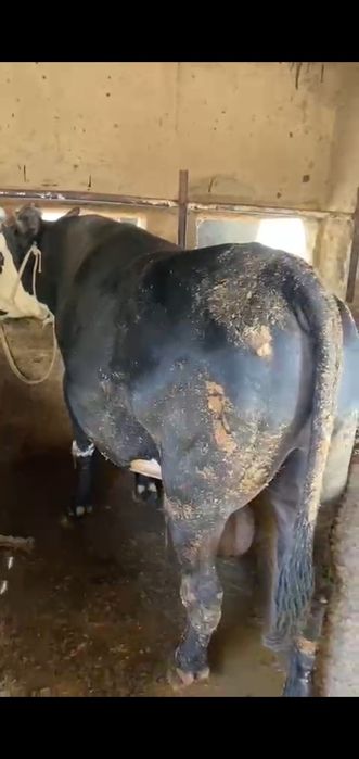 Курбандыкка 2 жасар букалар