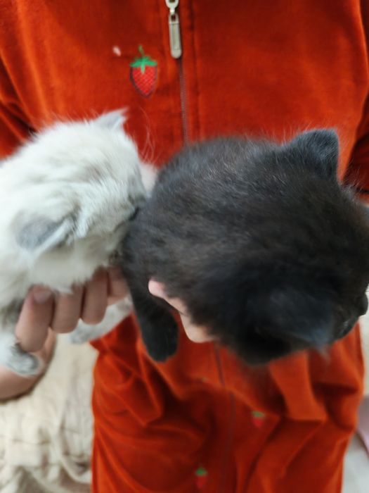 Котёнок маленький