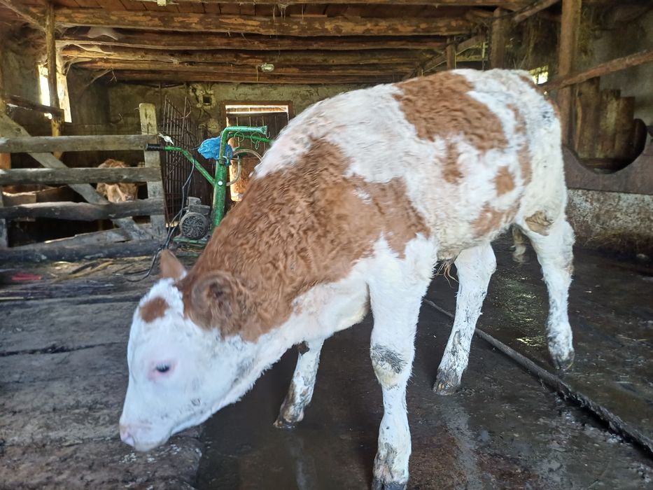 Vând vițel balțat!