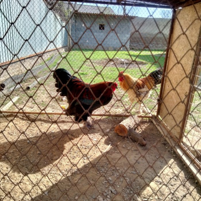 Қораздар әтештер