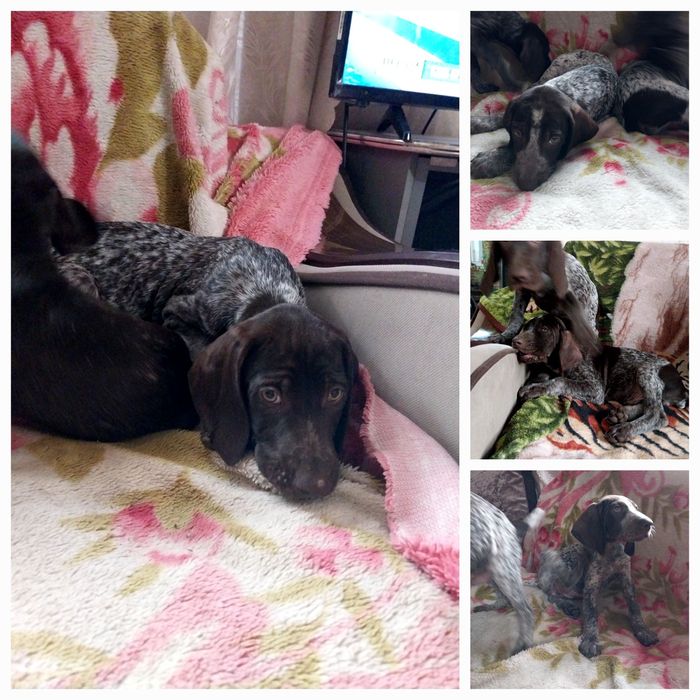 Охотники Курцхаар