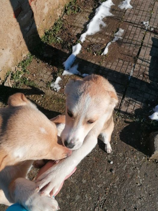 Подарявам кученца