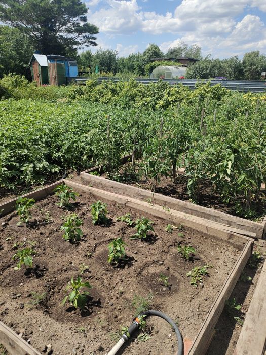 продается дача общества натуралист