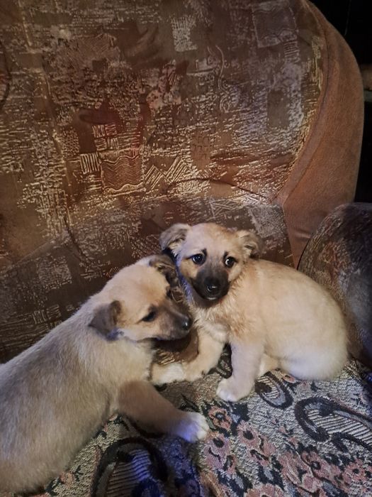 Дарю, мальчики  звоночки