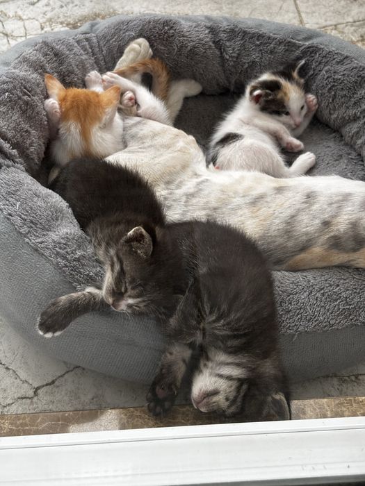 Котятки маленькие