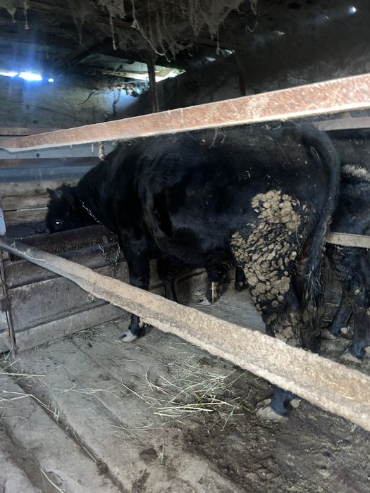 Продам бычков на откорме