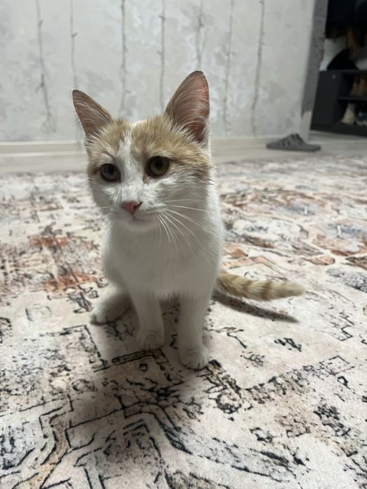 Кот в добрые руки