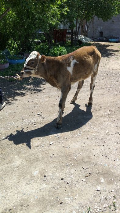 Срочно продам корову с телёнком