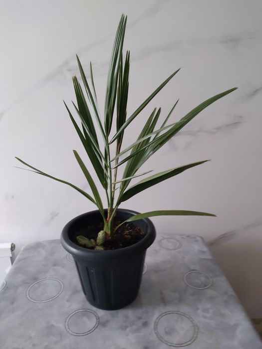 Продам цветок финиковую