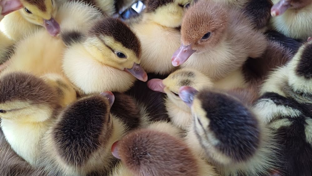 Индаутка балапаны