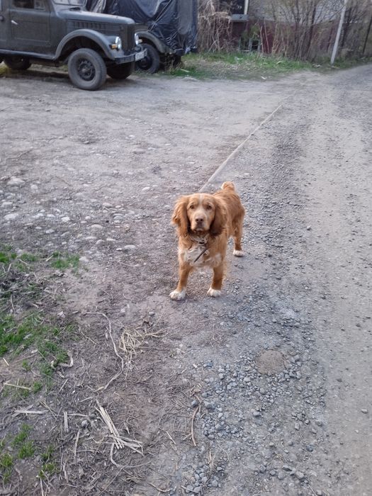 Продам щенков спаниеля