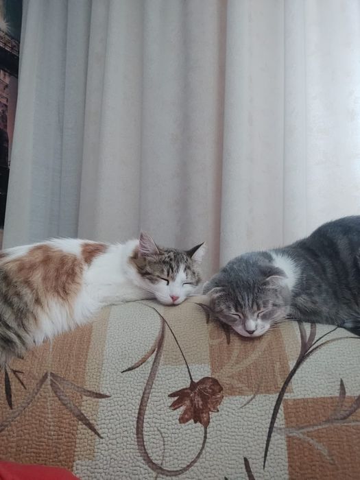 Отдам в хорошие добрые руки