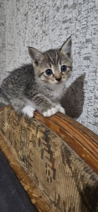 Котята ищут хозяев