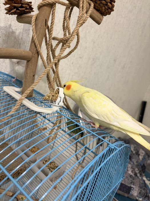 Попугаи Корелла и Волнистик