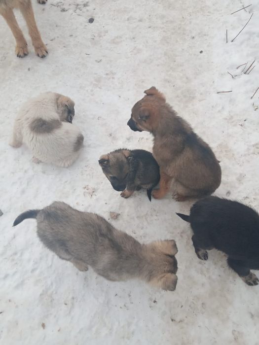 Собаки, щенки( овчарки)