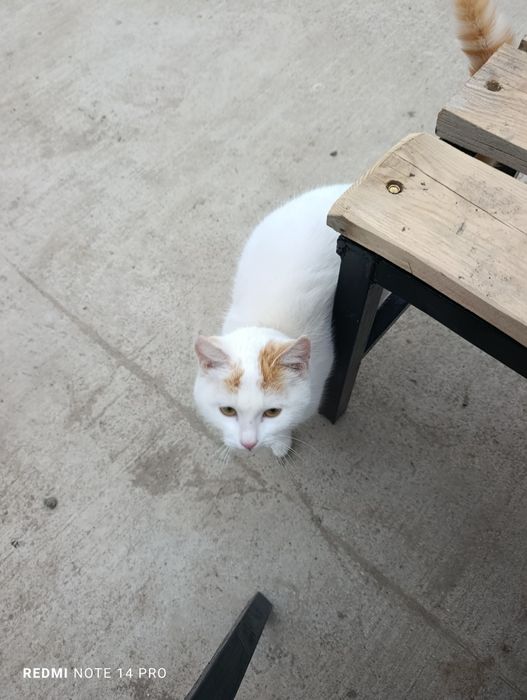 Кошка в добрые руки