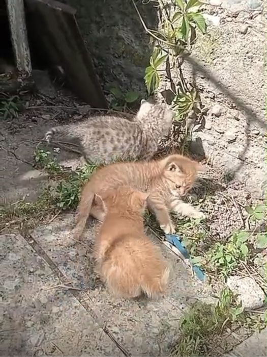 Подарю котят в добрые руки
