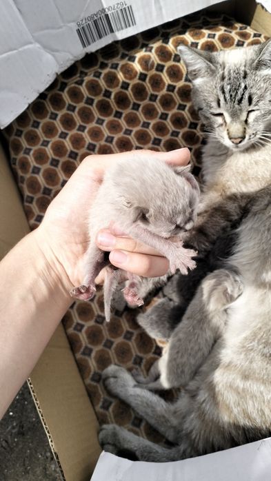 Отдам котят в добрые руки