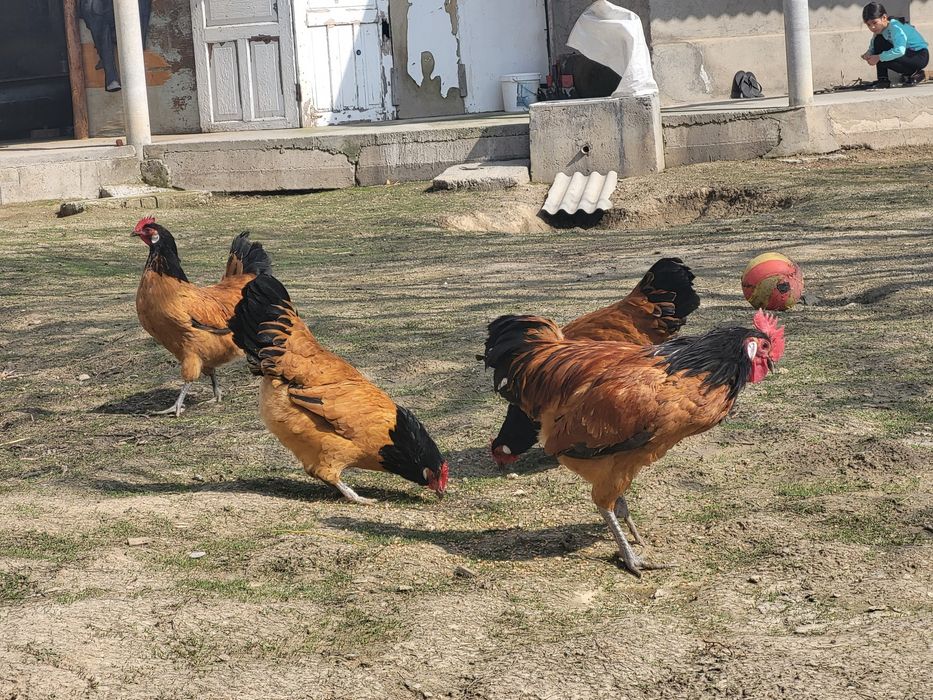 Куры породы форверк