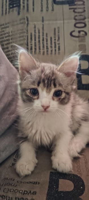 Котята в добрые руки 2-3 месяца