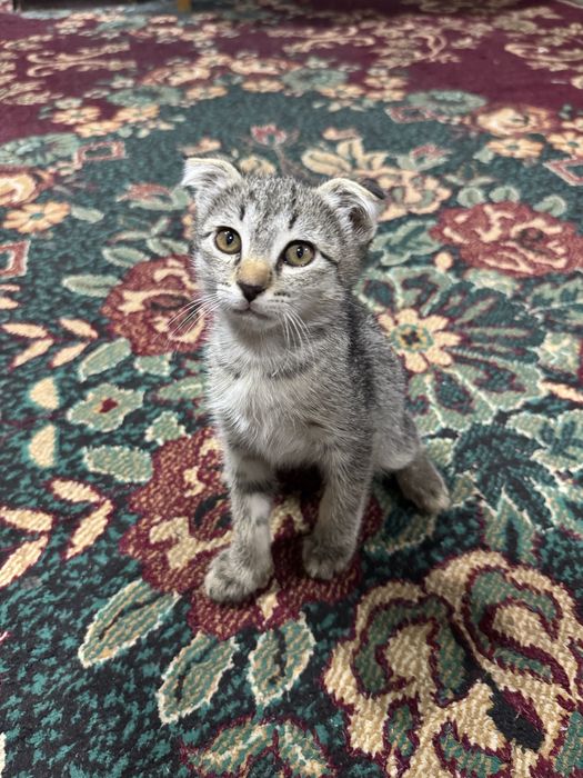 Отдам котёнка в хорошие руки, двухмесячный