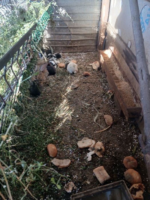 Iepuri de vinzare de la 100 de lei buc,pretul difera in functie de rasa si virsta